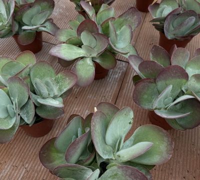 Kalanchoe thyrsiflora