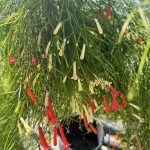 Russelia equisetiformis