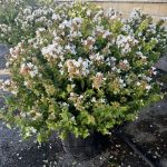 Abelia x grandiflora sfrera CL30