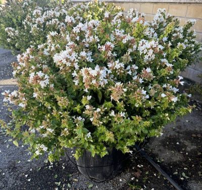 Abelia x grandiflora sfrera CL30