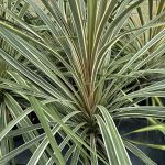 Cordyline australis 'Torbay Dazzler' 