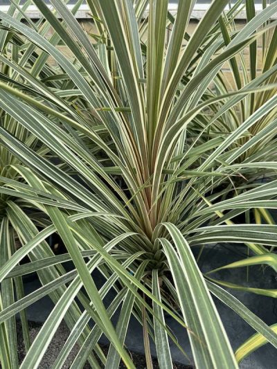 Cordyline australis 'Torbay Dazzler' 