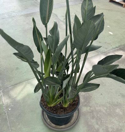 Strelitzia reginae CL50