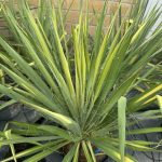 Yucca flaccida 'Golden Sword'