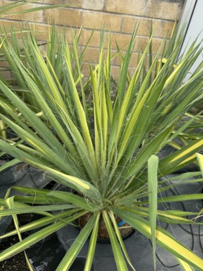 Yucca flaccida 'Golden Sword'