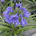 Agapanthus Everpanthus® Ever Sapphire AGAPANTO