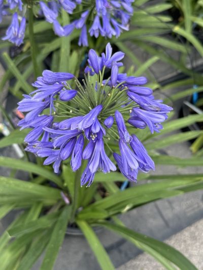 Agapanthus Everpanthus® Ever Sapphire AGAPANTO