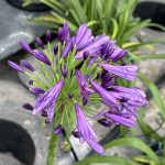 Agapanthus Everpanthus® Popping Purple