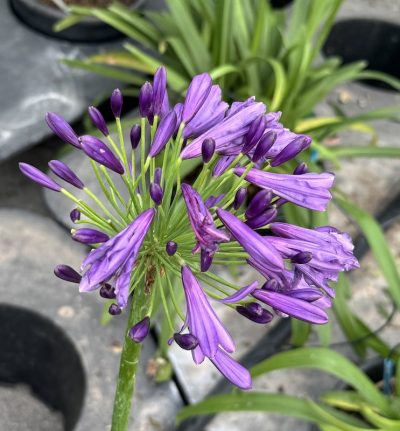Agapanthus Everpanthus® Popping Purple