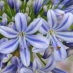 Agapanthus Full Moon