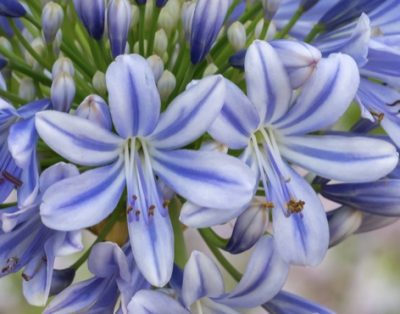 Agapanthus Full Moon