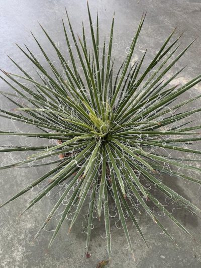 Agave geminiflora