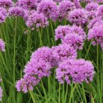 Allium 'Millenium'