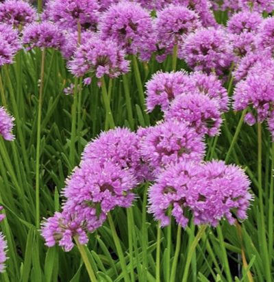 Allium 'Millenium'