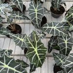 Alocasia Polly
