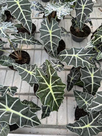 Alocasia Polly