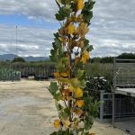 Liriodendron tulipifera 'Fastigiatum'
