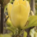 MAGNOLIA YELLOW BIRD