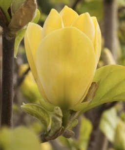 MAGNOLIA YELLOW BIRD