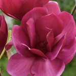 Magnolia Emperor®