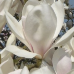 Magnolia 'Manchu Fan'