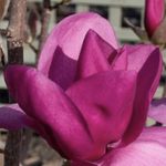 Magnolia Royal Purple
