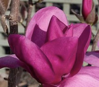 Magnolia Royal Purple