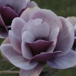 Magnolia Venus