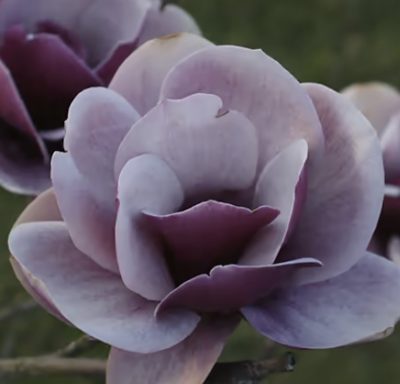 Magnolia Venus