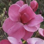 Magnolia Watermelon®