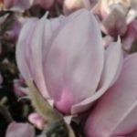Magnolia denudata 'Festirose'
