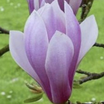 Magnolia soulangeana 'André Leroy'