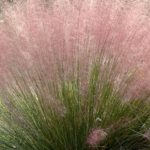 Muhlenbergia capillaris 'Pink Cloud'