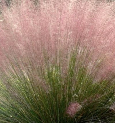 Muhlenbergia capillaris 'Pink Cloud'