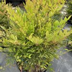 Nandina domestica 'Moon Bay'