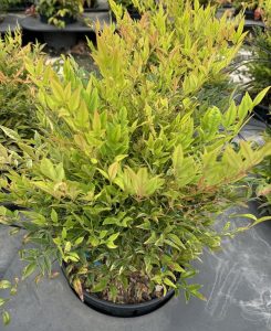 Nandina domestica 'Moon Bay'