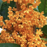 Osmanthus fragrans 'Orange Beauty'