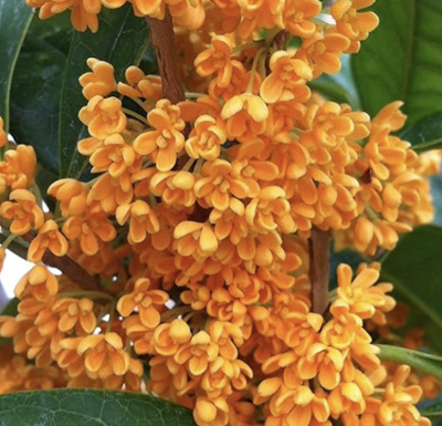 Osmanthus fragrans 'Orange Beauty'