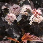 Physocarpus opulifolius 'Diable d'Or'
