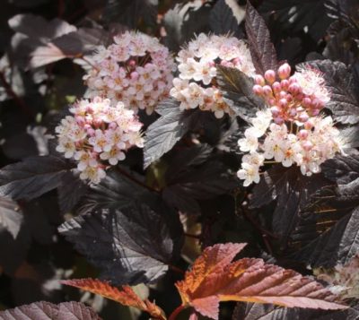 Physocarpus opulifolius 'Diable d'Or'