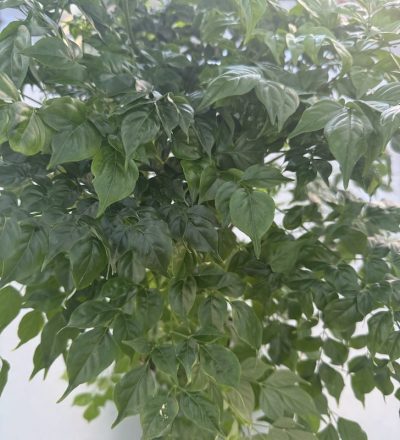 Radermachera sinica
