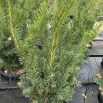 Taxus x media 'Densiformis' TASSO