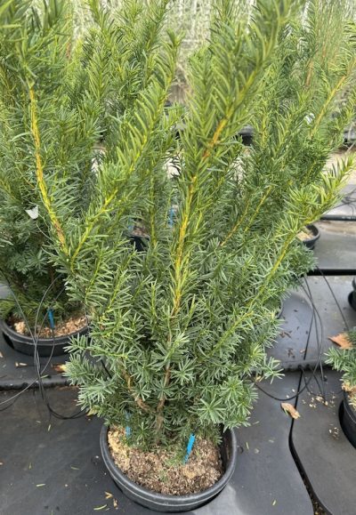 Taxus x media 'Densiformis' TASSO
