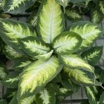 Dieffenbachia 'Camilla'