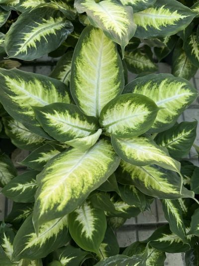 Dieffenbachia 'Camilla'