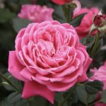 ROSA ALEXANDRE ASTIER