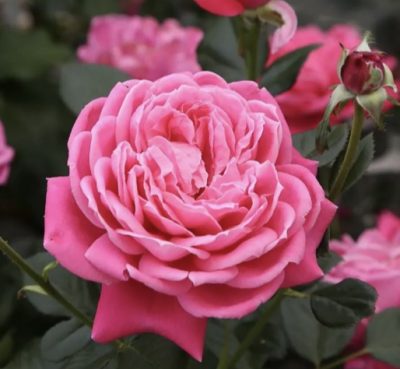 ROSA ALEXANDRE ASTIER