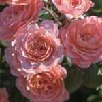 ROSA APRICOT DRIFT