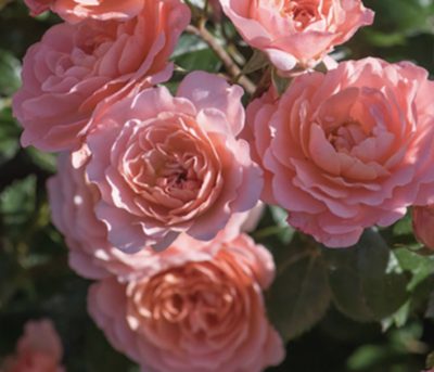 ROSA APRICOT DRIFT