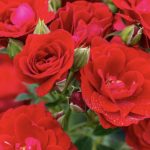 Rosa Cherry Frost GPT